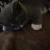  Moe