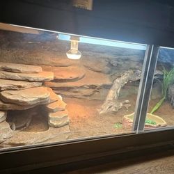 Anyone interested in a bearded dragon