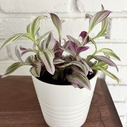 Tradescantia Nanouk