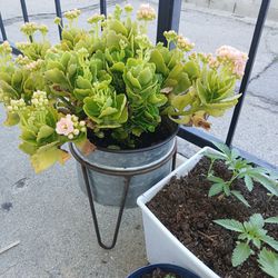 Plants 🪴 And Pots 
