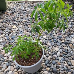 Umbrella Plant in 8 inch pot
