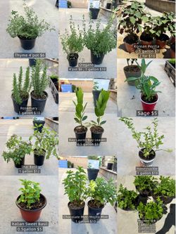 HERB COLLECTIONS:SAGE / BAY LAUREL / OREGANO/ MINT / THAI BASIL / PERILLA / HONEYSUCKLE