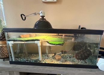 40 gallon tank- EVERYTHING INCLUDED