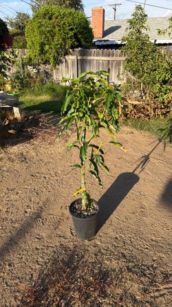 Lemon 🍋 Zest Mango Tree grafted 5 gallon