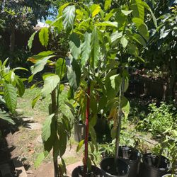 Aguacates