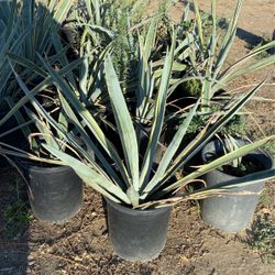 Agave