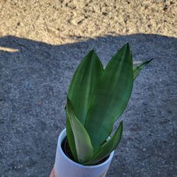 Moonshine Snake Plant 4.5ceramic Pot 