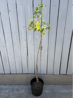 MORINA PLANT