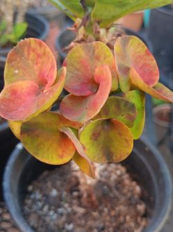 PLANTA 