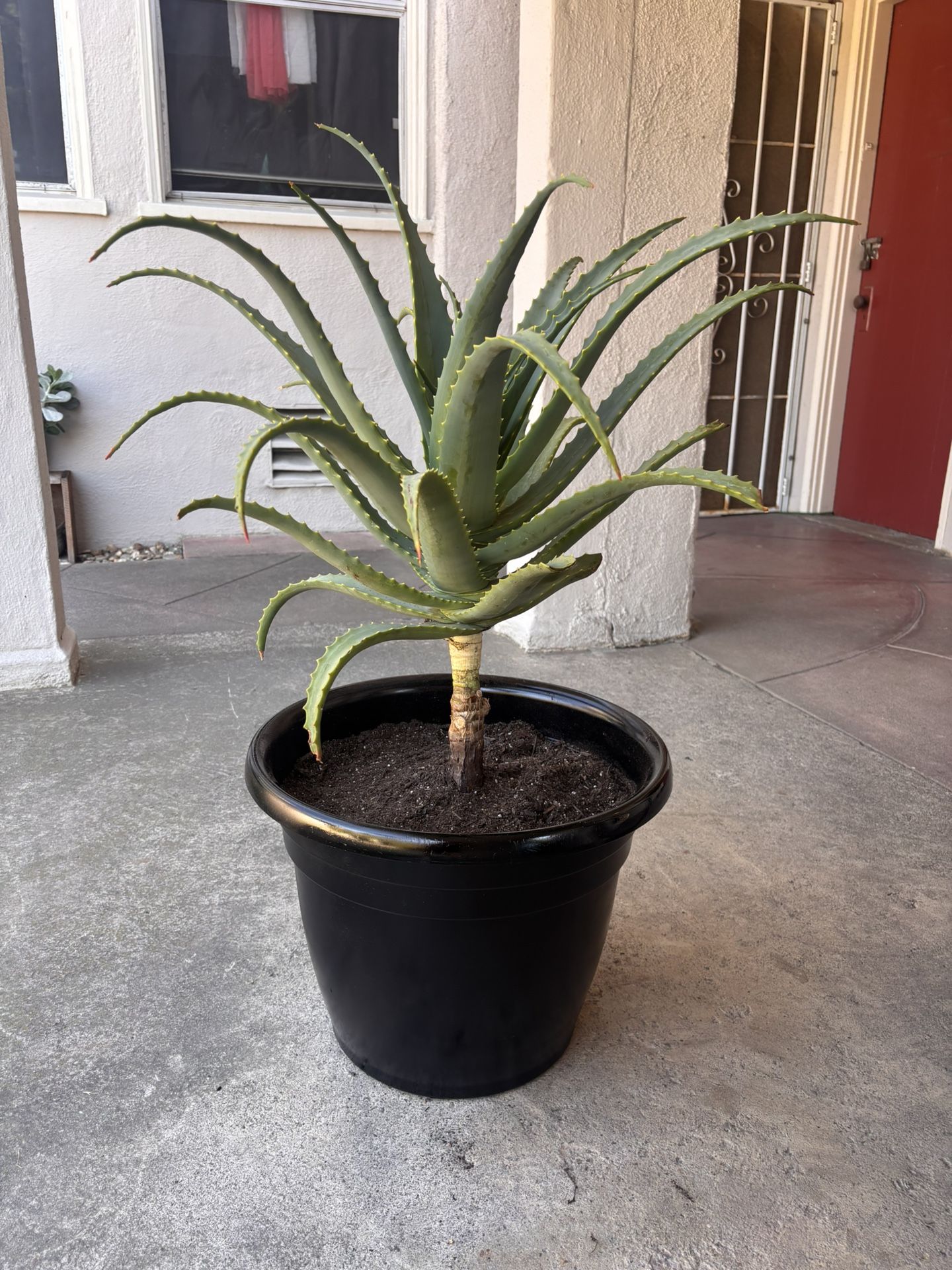 Aloe Vera Plant w/ Pot
