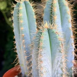 6” Pilosocereus-Azureus $19.99🩵🤎💚