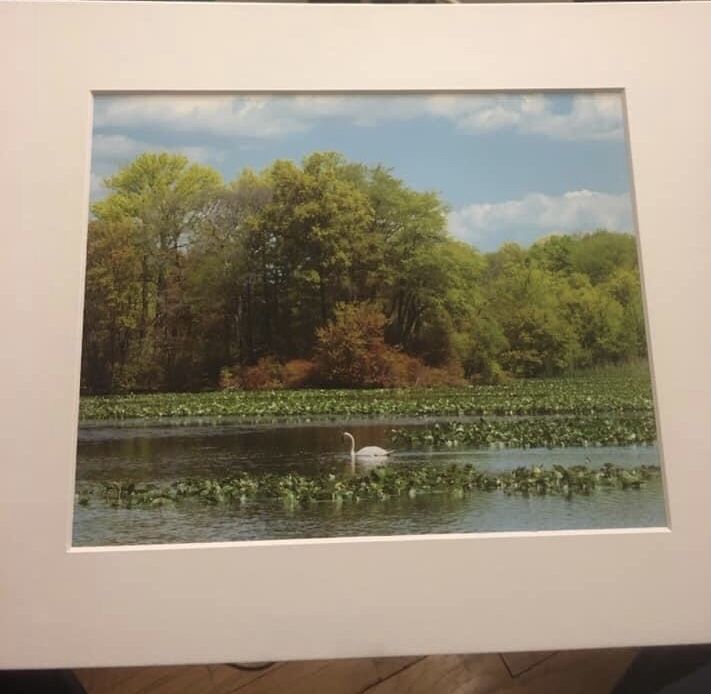Swan in a Pond: 8x10 High Resolution Fine Art Print