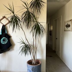 Large House Plant
