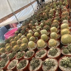 4 Th Of July Weekend Sale 6” Cactus $8 Each 