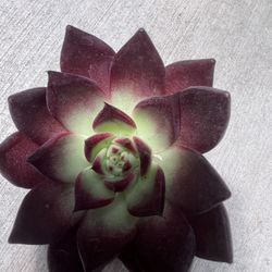 Echeveria Ebony