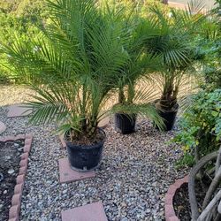 Queen Palms 4 Plants 74.99 Price  A Piece  20 Off 