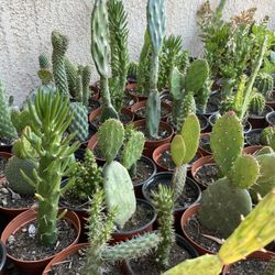 Cactus and Succulent’s 🌵🪴