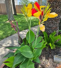 CLEOPATRA CANNA LILY