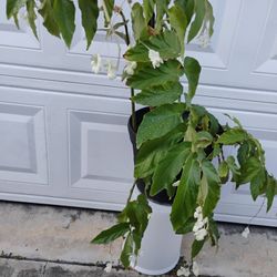 Begonia Plant 