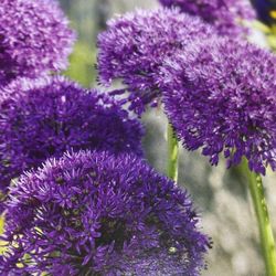 Allium Bulbs 