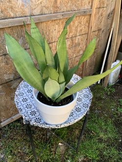 Snake Plant