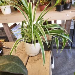 Spider Plant 4" Nursery Pot 