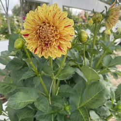 Dalia