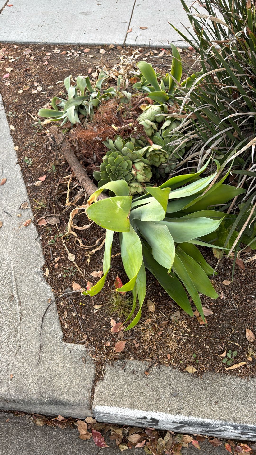 Free Succulents