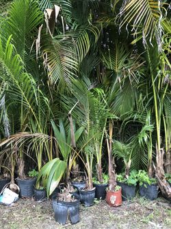 Coconut Trees For Sale!😜 $10-$75+
