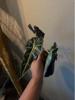 Alocasia Amazónica