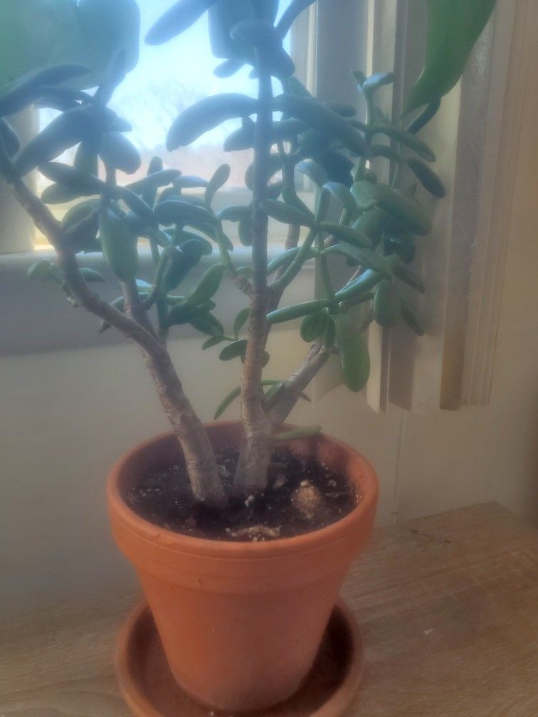 JADE PLANT WITH DRAINAGE STONES POTTING AND TERRACOTTA POT.