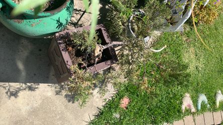 Bonsai tree