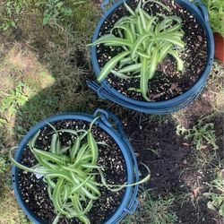 Spider Plants!! $6 Each!! 