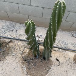 Montrose Cactus Twisted