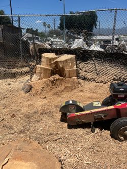 🦫Stump grinding🪵