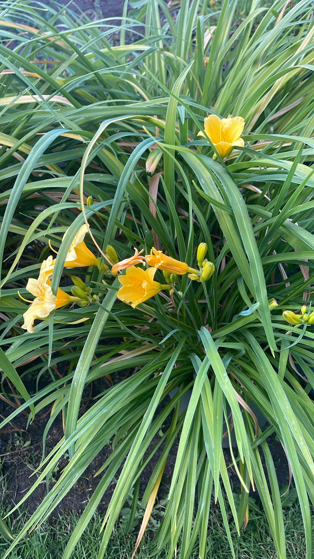 Plants For Sale Various