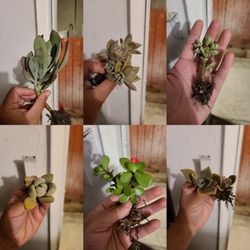 Succulent plant bundle