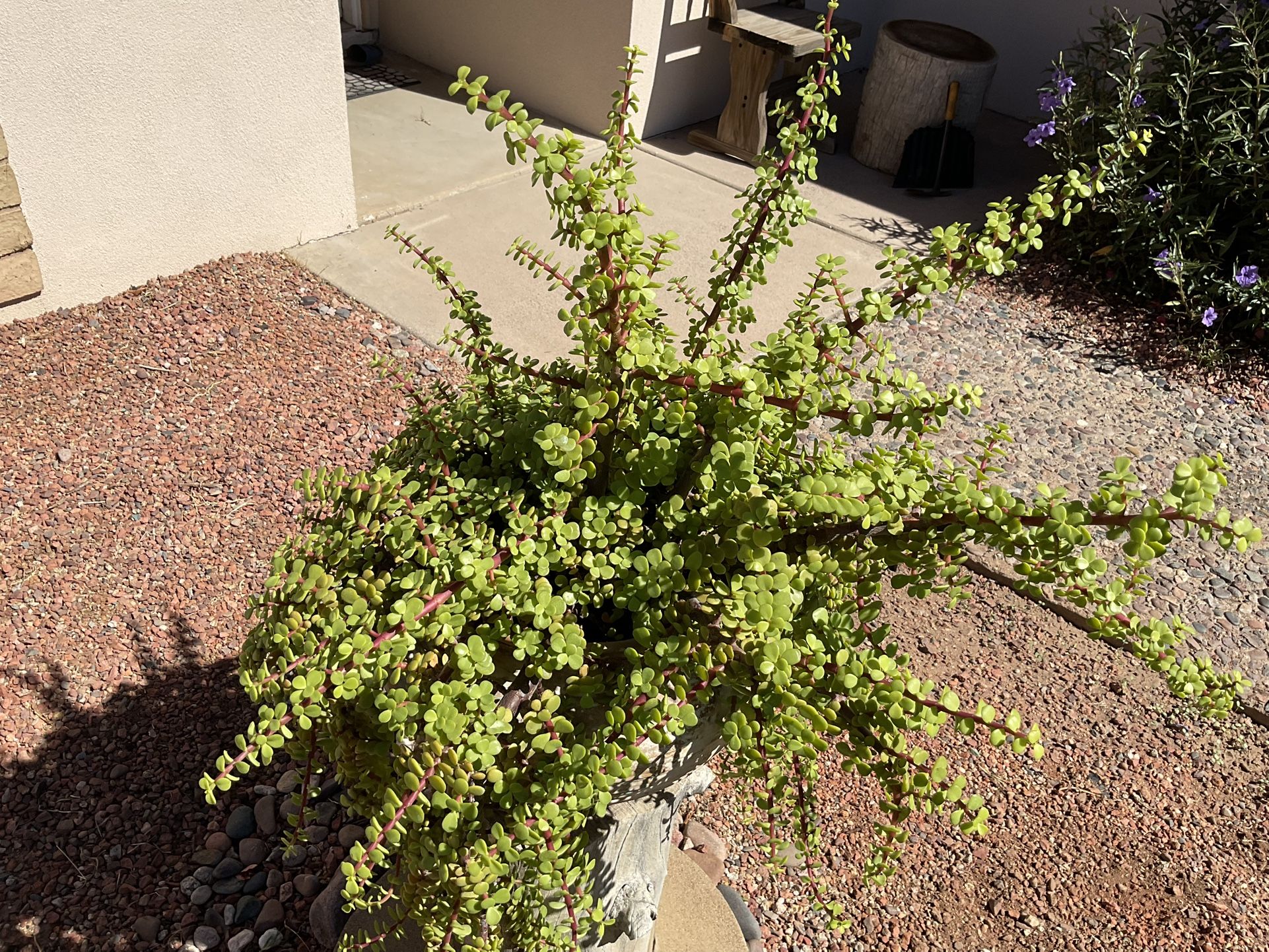 Elephant Bush 2
