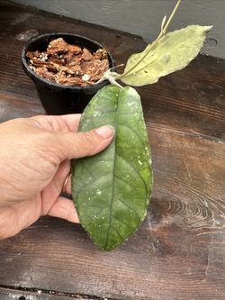 Rare Hoya Nong Nooch 