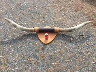 Real Texas Longhorns.