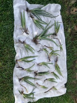 Aloe Vera Plants For Sale