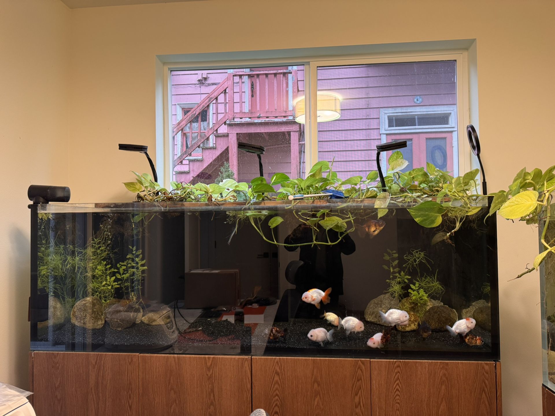 2 Waterbox Aquariums 