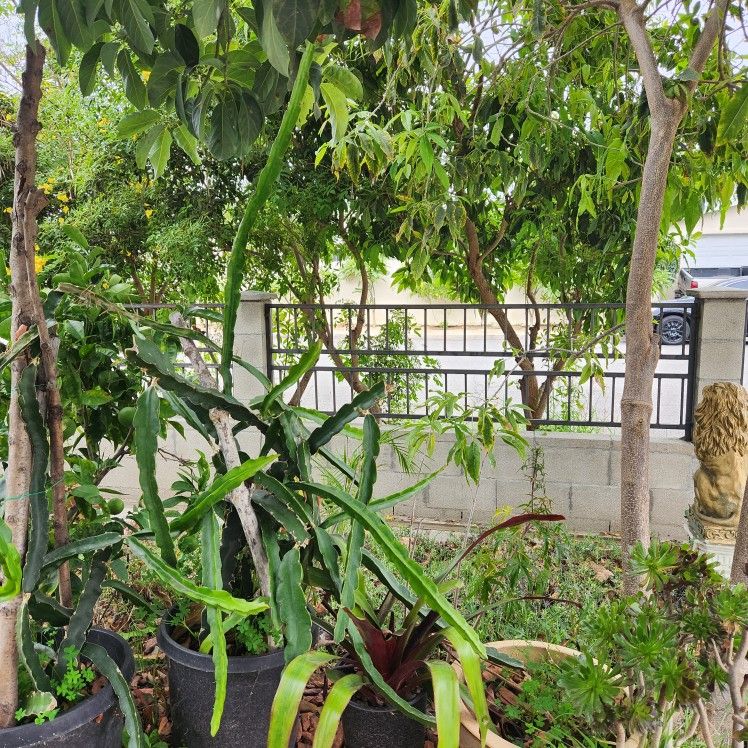 RED DRAGON FRUIT PLANTS POT❤️
Chậu Thanh Long Đỏ❤️