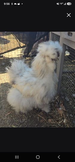 plushie silkie