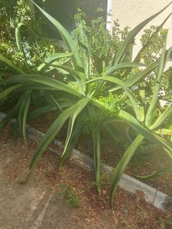 Huge ! 4-5 feet  Octopus agave Riverside, CA