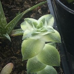 Amazing Colors On This String Of Buttons Succulent 