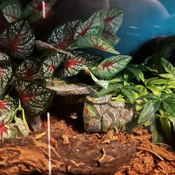 snake tank/reptile tanks 