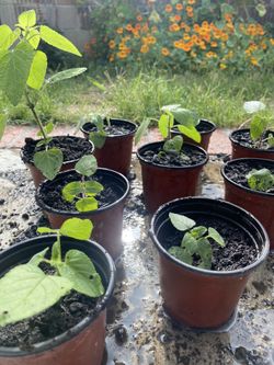 Red Salvia Plants