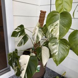 Monstera Albo  