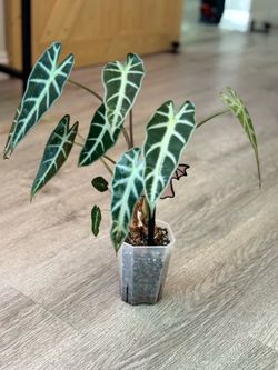 Alocasia bambino pup